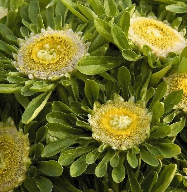 Aster Seeds - 'Hulk' Variety, Perennial Flower, Purple Blooms, Aster novae-angliae, 25 Seeds