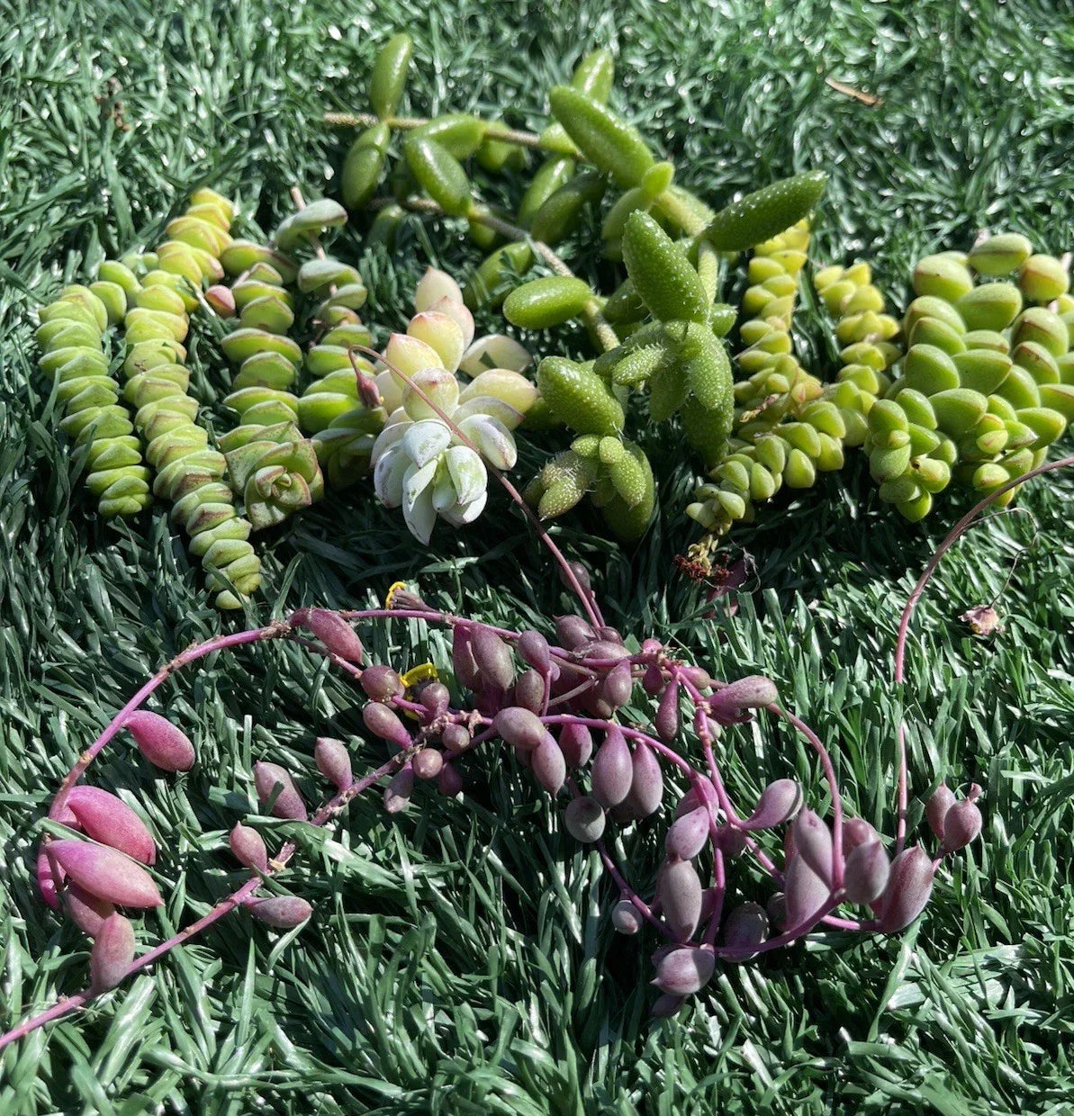 Succulent Cuttings Set – 7 Varieties for Propagation, Indoor & Outdoor Gardening, Easy Care, DIY Arrangements, Low Maintenance