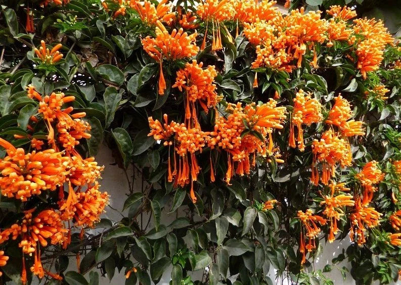 Phyrostegia Vine Starter Plant - Florida Flame Variety - Attracts Hummingbirds