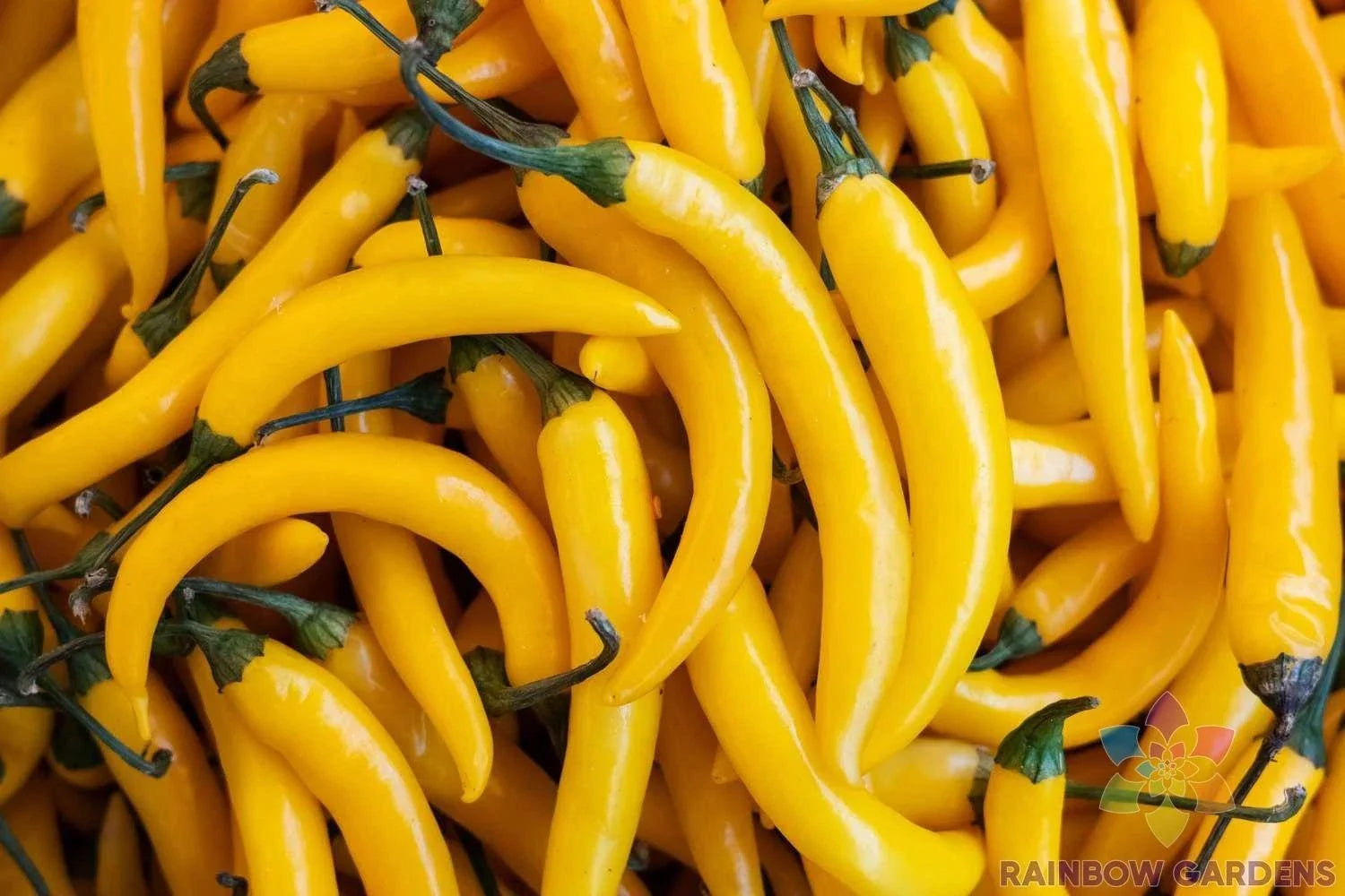 Aji Amarillo Hot Pepper Seeds - 25+ Pack, Capsicum baccatum, Spicy Yellow Peppers for Garden, USA Grown, Free Shipping