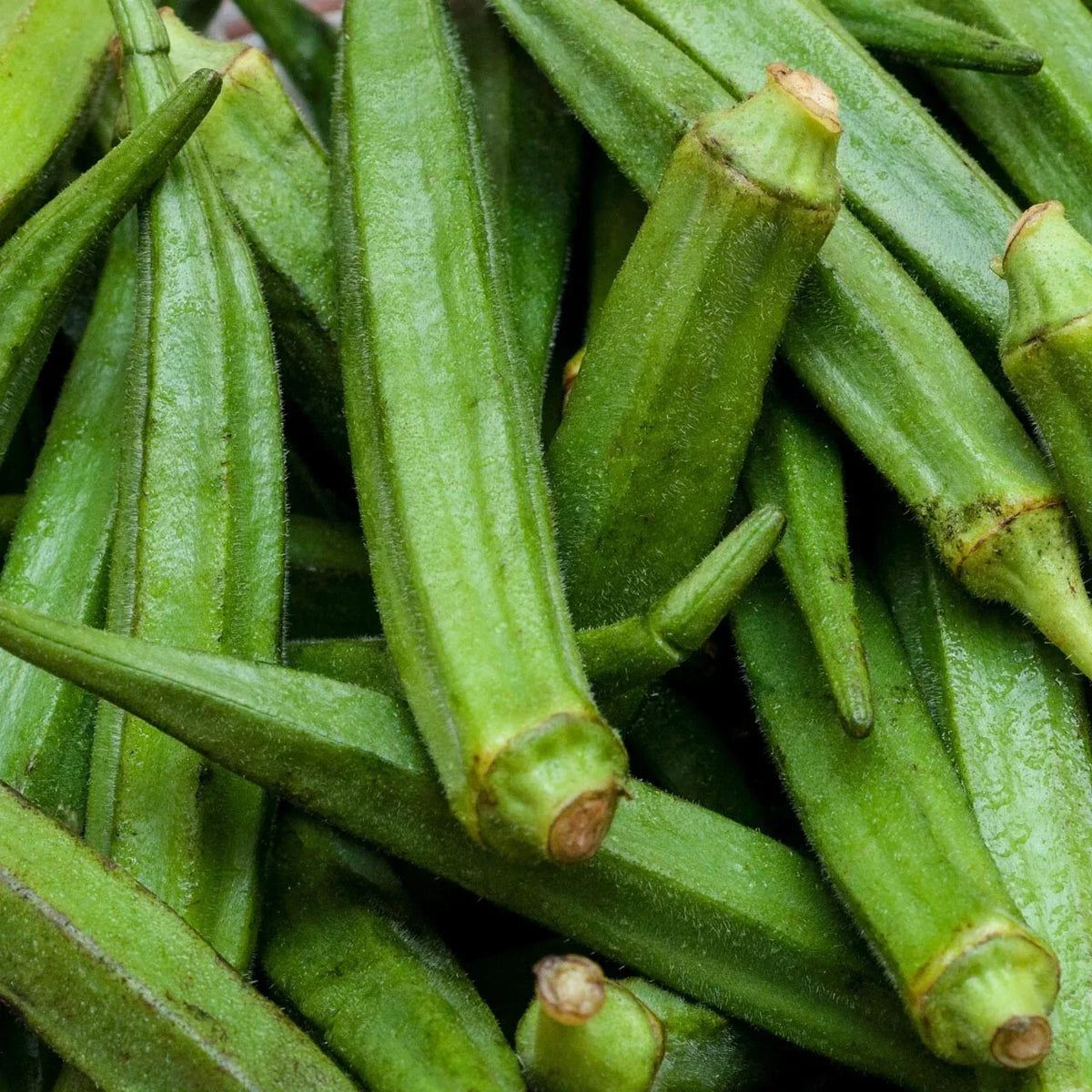 Perkins Long Pod Okra Seeds - Non-GMO, Spineless, Large Pods, Abelmoschus esculentus, Vegetable Garden, Heirloom, Fresh Harvest