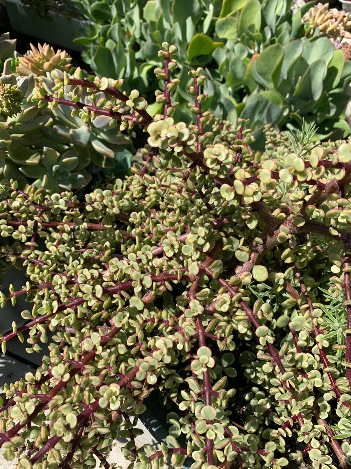 Rare Variegated Elephant Bush Mini Jade Cuttings - 6 Pack - Portulacaria afra