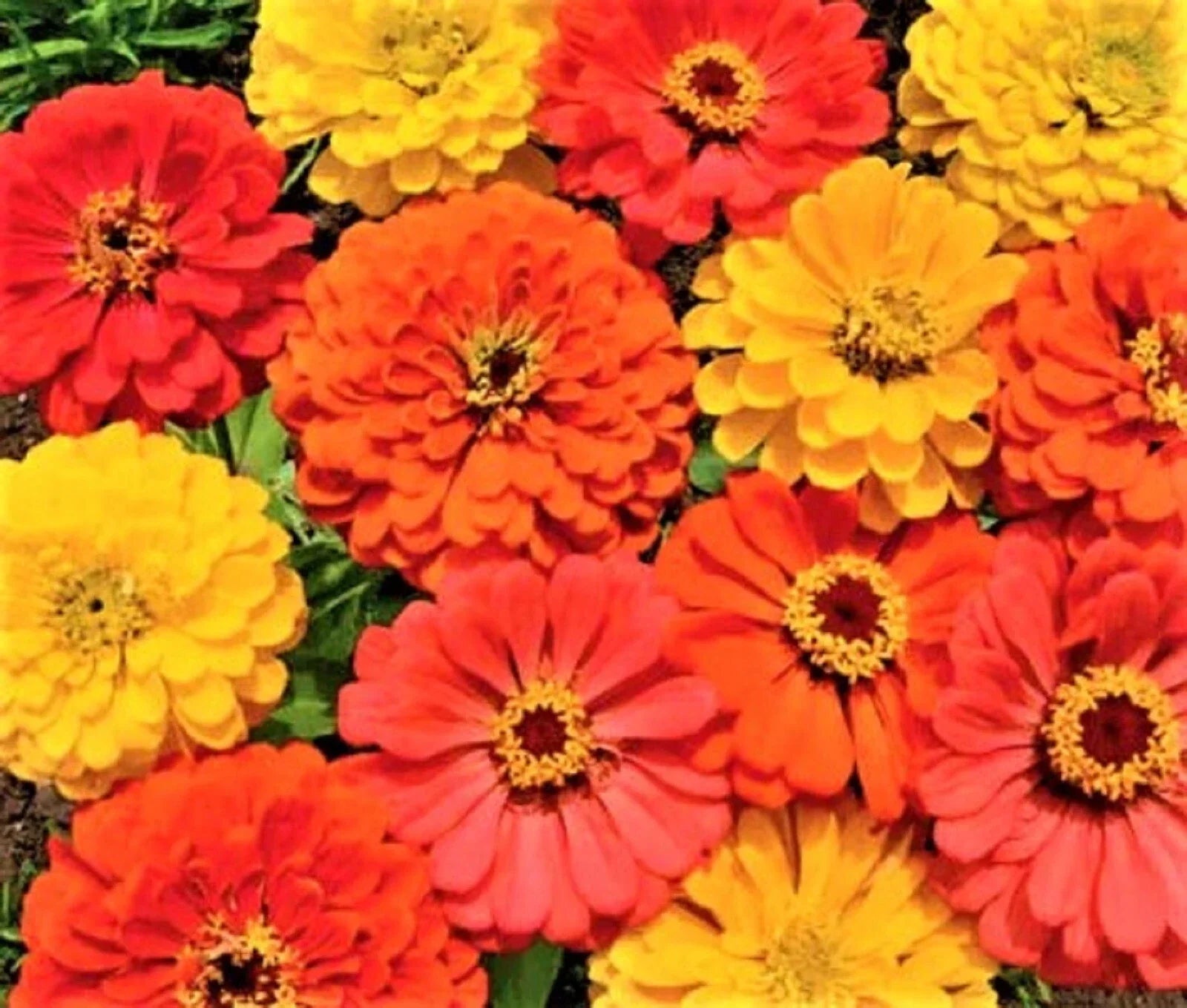 Zinnia Seeds - Fruity Beauty, Non-GMO, Colorful Garden Flowers, Attracts Pollinators, Zinnia elegans, 100+ Seeds
