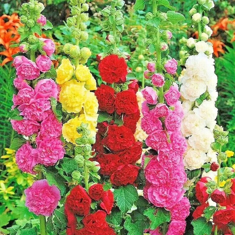 Hollyhock Seeds Mix - 30+ Varieties for Bees & Butterflies - Alcea rosea Flower Seeds - Perennial Garden Plant