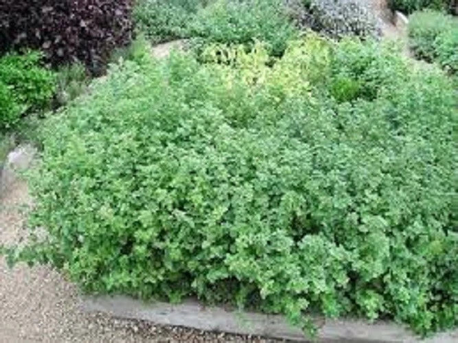 Premium Organic Greek Oregano Seeds - Heirloom Culinary Herb - Origanum vulgare subsp. hirtum, 20% Off Any 3 Varieties