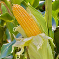 Sweet Golden Bantam Corn Seeds - Non-GMO, Heirloom Zea mays, Golden Kernels, Fresh Garden Seeds, for Planting