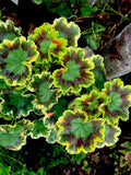 Rare Variegated Pelargonium Live Plant in 4-Inch Pot, Colorful Foliage, Indoor Outdoor Garden, Pelargonium spp.