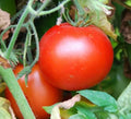 Rutgers Tomato Seeds - 100+ Pack, Culinary Cooking Vegetables, Solanum lycopersicum, Indeterminate, Bright Red Fruits