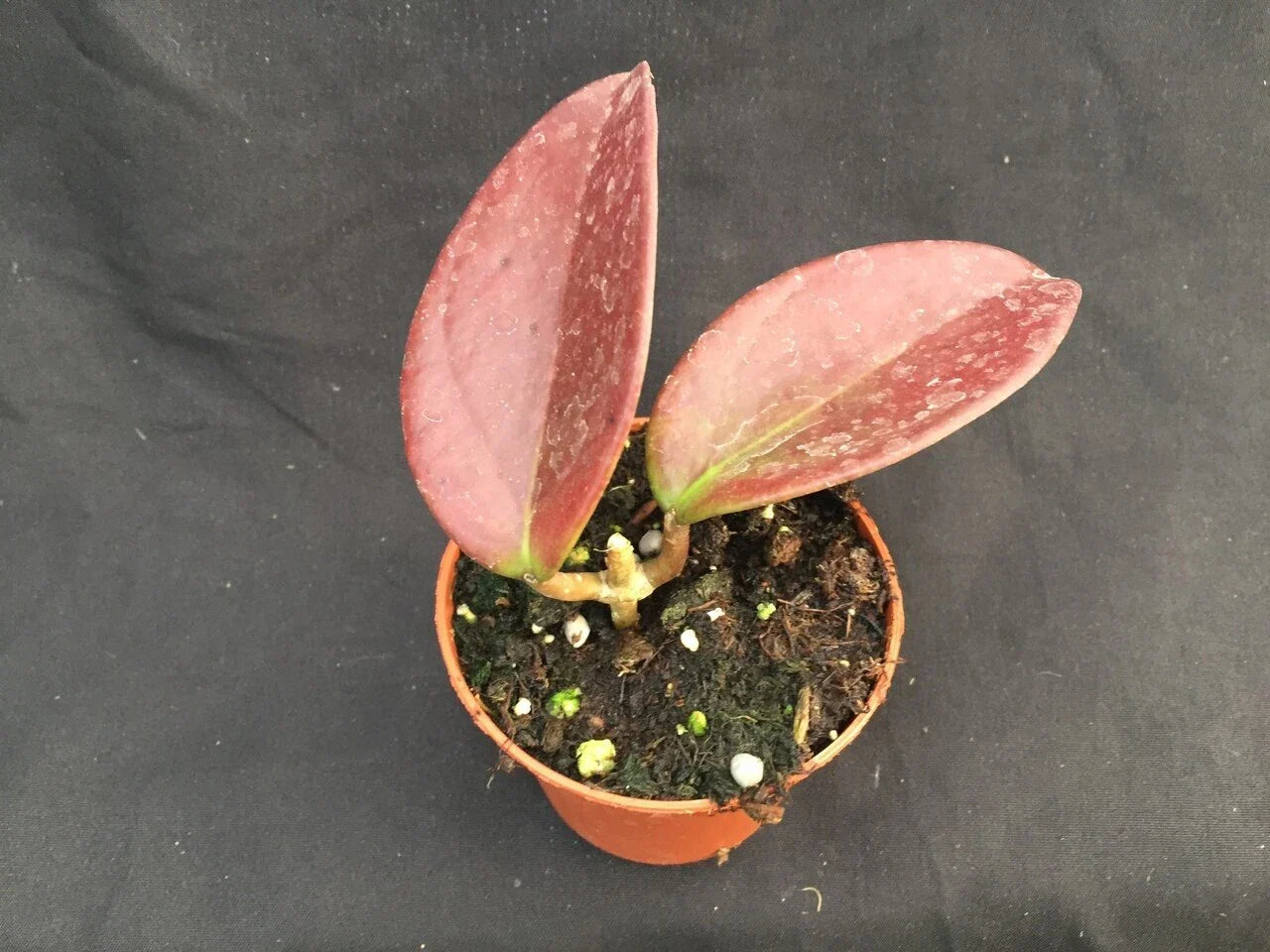 Hoya Penny's Treat Hybrid Indoor Plant in 2.5" Pot, Variegated Foliage, Trailing Houseplant, Hoya sp.