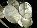 Money Plant Seeds - 50 Pack Lunaria Biennis Honesty Plant for Gardening, Wildflower, Pollinator Attractant