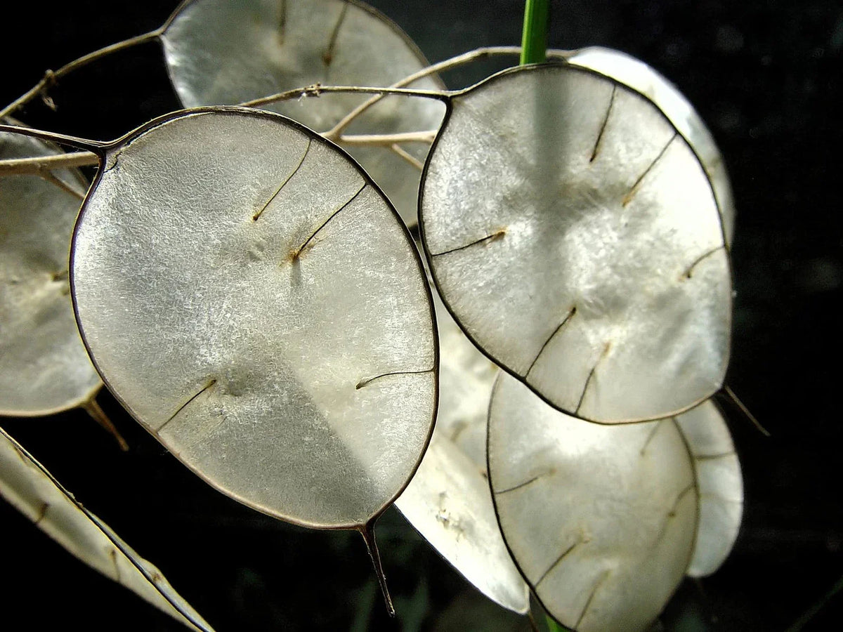 Money Plant Seeds - 50 Pack Lunaria Biennis Honesty Plant for Gardening, Wildflower, Pollinator Attractant