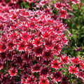 Bright Red White Phlox Seeds | Perennial Flower Seeds | Phlox paniculata | Butterfly Attracting, Full Sun, Zone 3-9