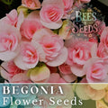 Tender Bloom Begonia Seeds - Non-GMO Flower Seeds for Containers & Gardens - Begonia x tuberhybrida - 45 or 125 Seeds