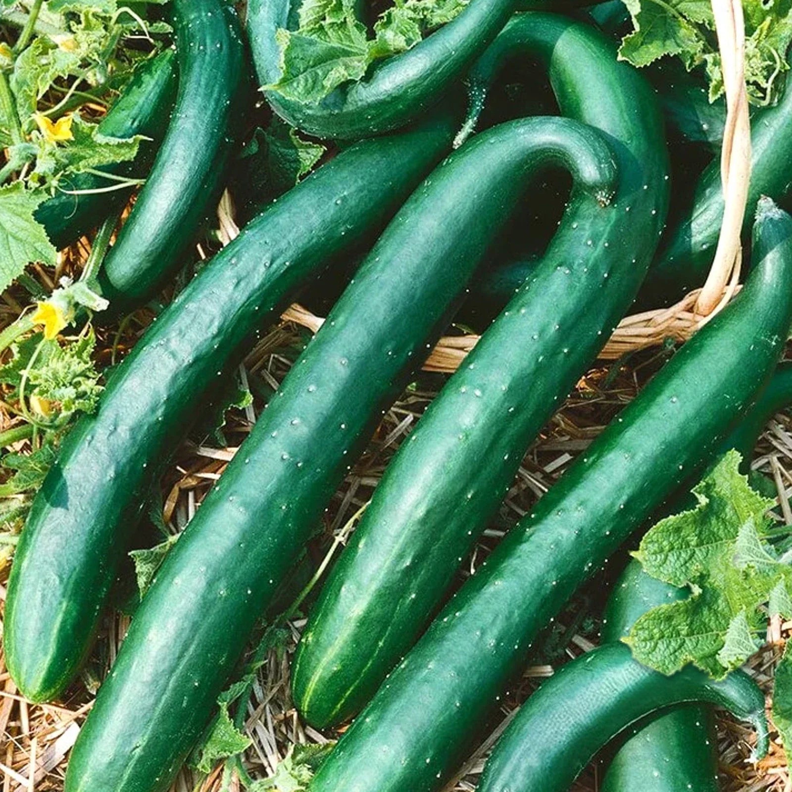 Green Dragon Burpless Cucumber Seeds - Heirloom, Cold Weather, Organic, Cucumis sativus, Pack of 50