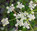 Cumin Herb Seeds - Tex Mex Variety, Non-GMO, Cuminum cyminum, Culinary Seeds for Gardening & Cooking
