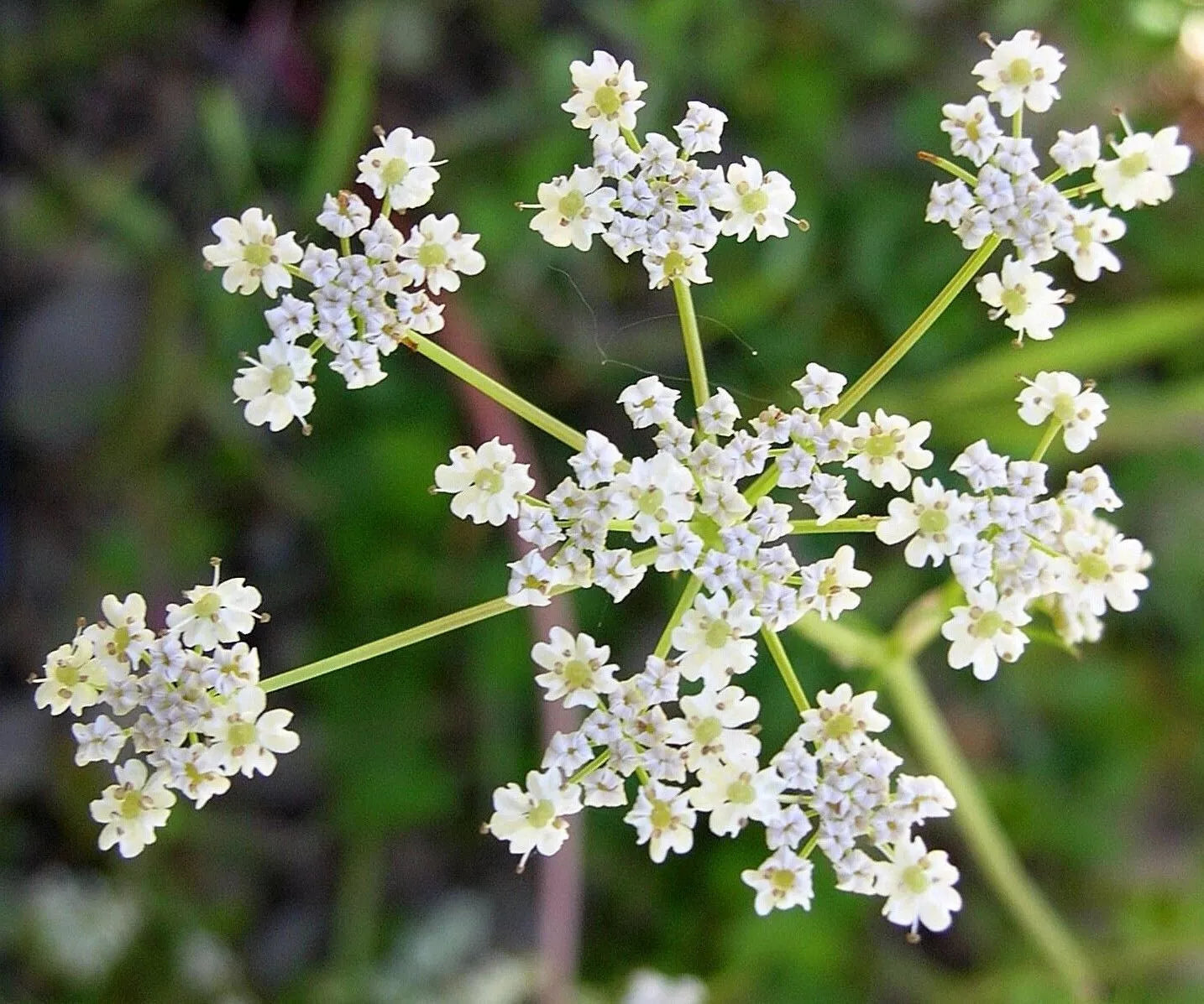 Cumin Herb Seeds - Tex Mex Variety, Non-GMO, Cuminum cyminum, Culinary Seeds for Gardening & Cooking