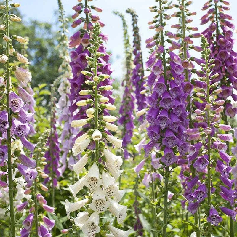 Foxglove Seeds Mixed Colors 500 Non-GMO Digitalis purpurea Biennial Hummingbird Friendly