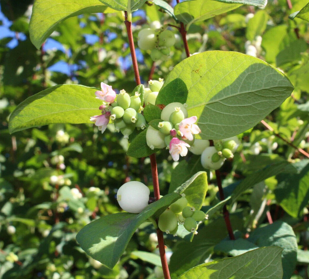 Snowberry Seeds - 40 Pack, Symphoricarpos albus, Hardy Honeysuckle Bush, White Berries, Easy to Grow, Garden Shrub Seeds