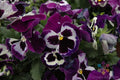 200+ Pansy Seeds - Viva La Violet Viola tricolor var. hortensis - Vibrant Garden Flowers for Borders & Containers