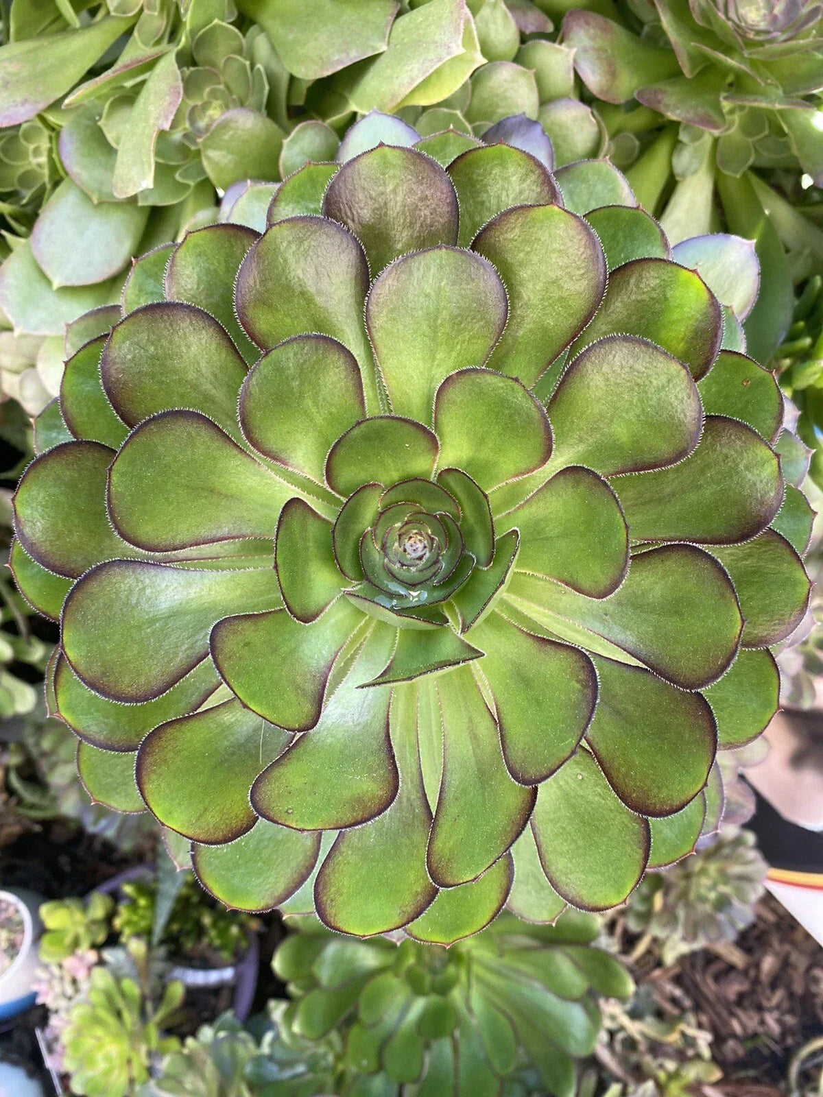 Aeonium Arboreum Rosette Cutting - 5-7 Inch Succulent Plant for Indoor & Outdoor Gardening, Green Foliage