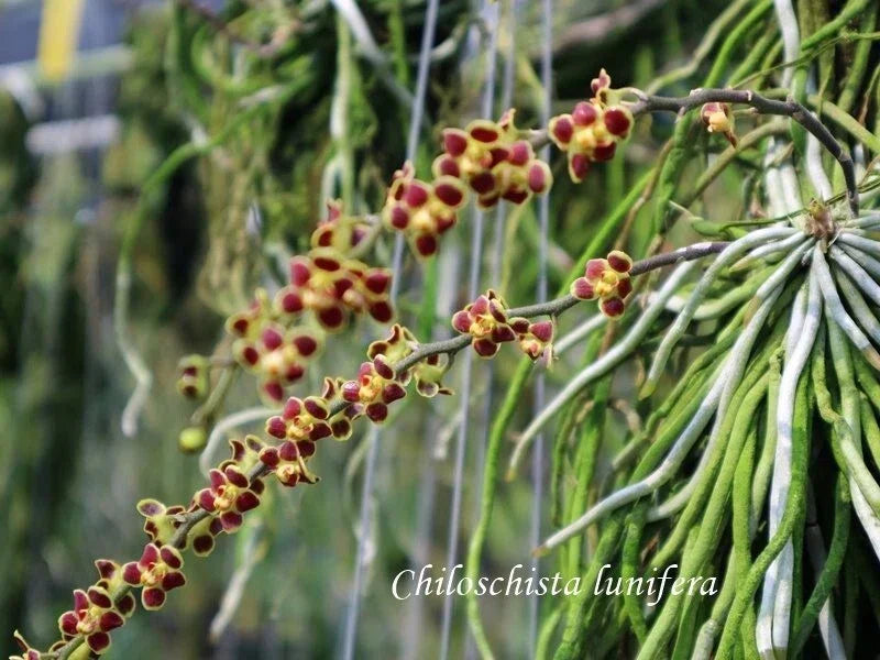 Leafless Orchid Plant Mounted Chiloschista lunifera Epiphytic Southeast Asia Orchid