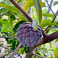 Thai Purple Sugar Apple Tree Seeds - Annona squamosa, Rare Sweetsop Fruit, Tropical Garden Seeds, 10 Pack