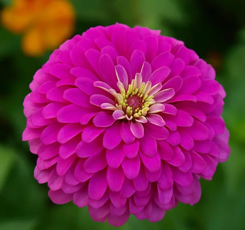 Zinnia Seeds - 100 Non-GMO Violet Queen for Butterflies & Hummingbirds - Zinnia elegans Annual Flower
