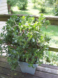 Jade Plant Leaflets Set of 12 for Propagation, Succulent Crassula ovata, Indoor & Outdoor Gardening Supplies