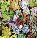 Large Succulent Cuttings Pack - 10 Varieties 4-6" Easy Care Indoor Outdoor Plants - Echeveria, Sedum & More