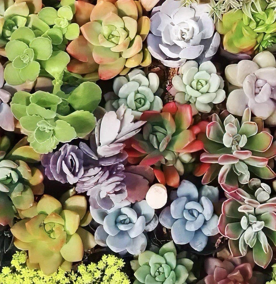 Large Succulent Cuttings Pack - 10 Varieties 4-6" Easy Care Indoor Outdoor Plants - Echeveria, Sedum & More