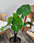 Alocasia Black Stem Plant - Live Rooted 4-inch Indoor Tropical Foliage - Alocasia spp.