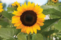 ProCut Orange Sunflower Seeds - 25 Perennial Helianthus annuus Bright Orange Blooms for Gardens & Cut Flowers