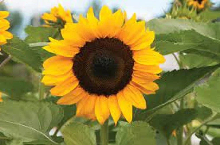 ProCut Orange Sunflower Seeds - 25 Perennial Helianthus annuus Bright Orange Blooms for Gardens & Cut Flowers
