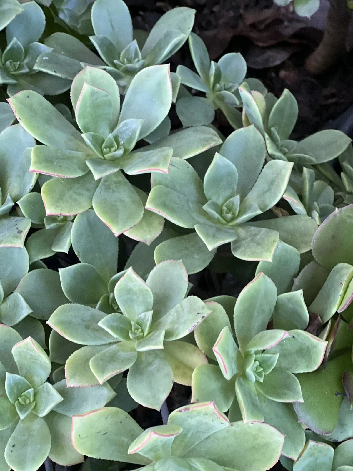 Succulent Plant Cutting - Aeonium Pinwheel - Green Rosette - Aeonium tabuliforme