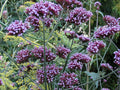 Tall Verbena Seeds 233 Count, Hardy Purple Flowers, Verbena bonariensis, Easy to Grow, Butterfly Attracting Perennial