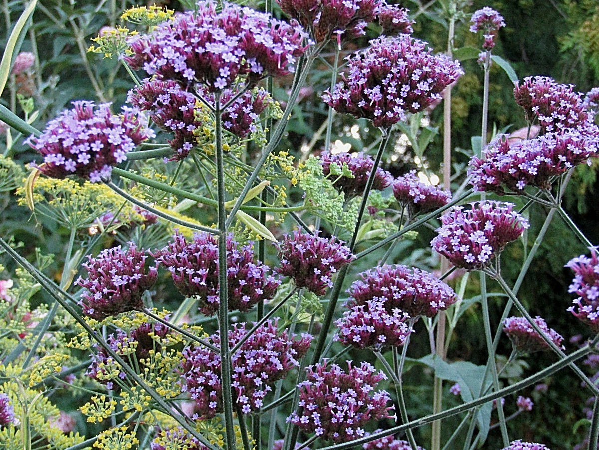 Tall Verbena Seeds 233 Count, Hardy Purple Flowers, Verbena bonariensis, Easy to Grow, Butterfly Attracting Perennial