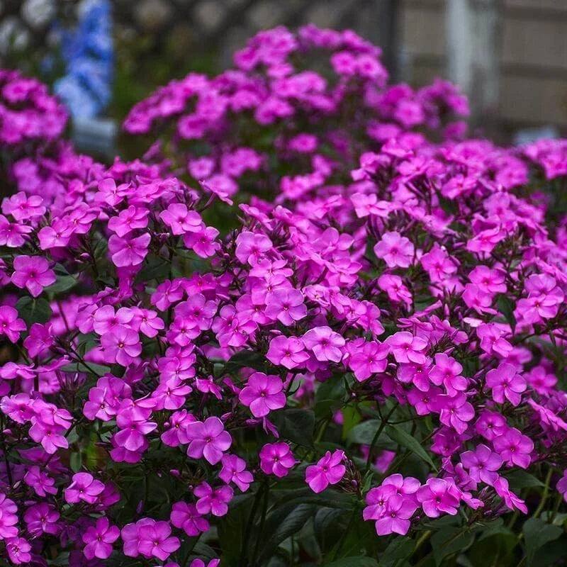 Cloudburst Phlox Seeds - 100+ Pack, Perennial Garden Planting, Pink Purple White Blooms, Phlox paniculata, USA Grown