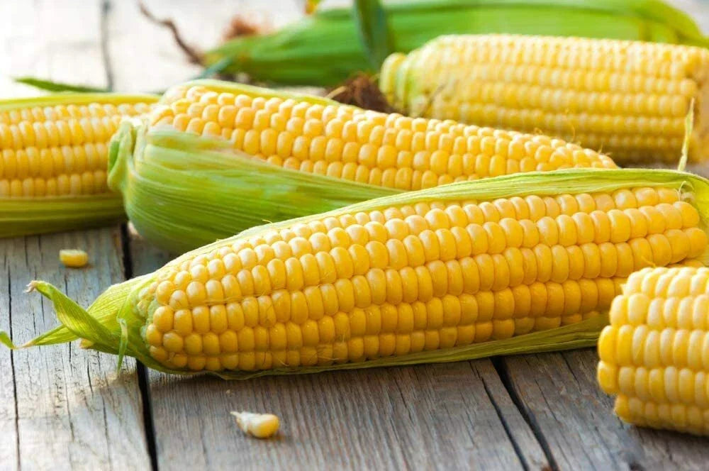 Yellow Sweet Corn Seeds 100 Count Hybrid "Incredible Corn" Zea mays for Planting, Full Sun, High-Yield, Heirloom, Gardening