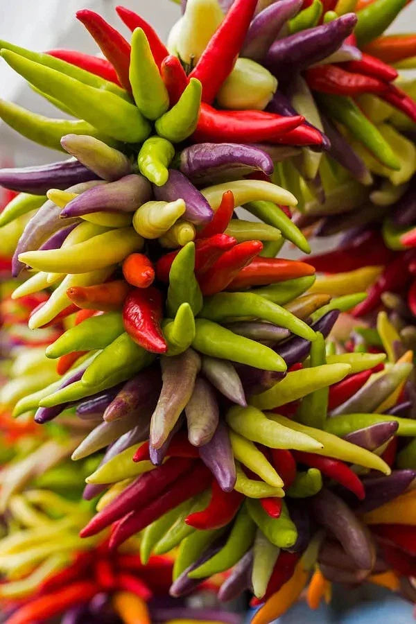 Cayenne Pepper Seeds - 100+ Organic Heirloom Non-GMO Fiesta Blend Capsicum annuum for Spicy Cooking
