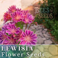 Lewisia Seeds - Warm Orchid Flower, Non-GMO, 35 or 100 Seeds, Rock Garden, Drought Tolerant, Lewisia cotyledon