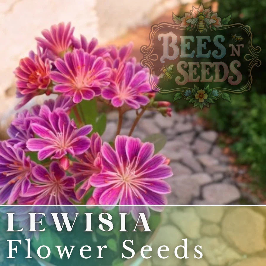 Lewisia Seeds - Warm Orchid Flower, Non-GMO, 35 or 100 Seeds, Rock Garden, Drought Tolerant, Lewisia cotyledon