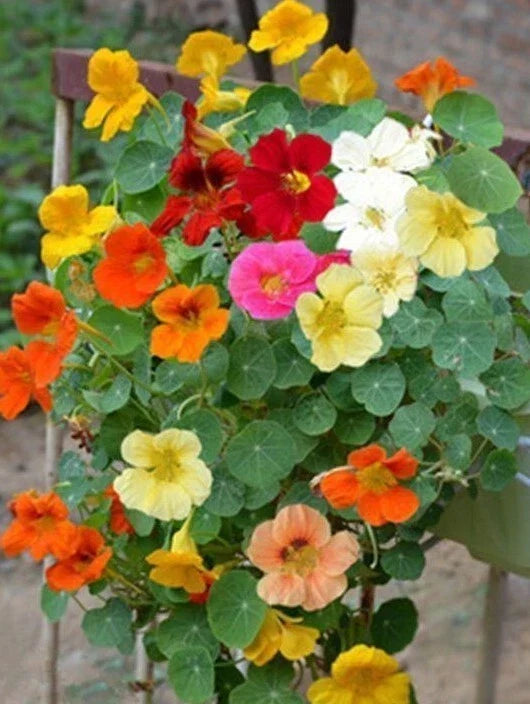 Tall Nasturtium Seeds Mix - Edible Flowers & Leaves for Gardens & Containers - Tropaeolum majus, 20+ Seeds