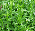 Tarragon Seeds - 1000+ Russian Artemisia dracunculus Perennial Herb for Culinary Gardens