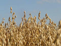 Whole Oat Seeds 5 lb for Wildlife Food Plot Deer Attractant Avena sativa