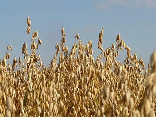 Whole Oat Seeds 5 lb for Wildlife Food Plot Deer Attractant Avena sativa