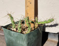 Cylindropuntia Davisii Thistle Cholla Cactus Plant Cutting Lot (4) - Live Rooted Succulent