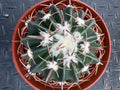 Echinocactus texensis Horse Crippler Cactus 6-inch Pot Cold Hardy Drought Tolerant Succulent Plant