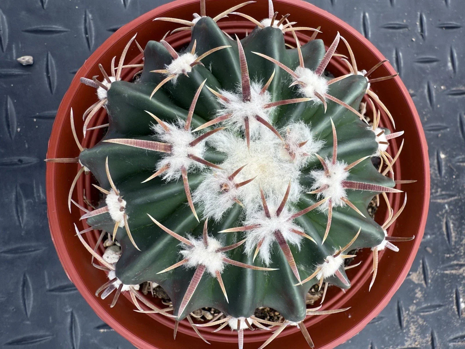 Echinocactus texensis Horse Crippler Cactus 6-inch Pot Cold Hardy Drought Tolerant Succulent Plant