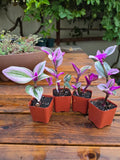 Tradescantia Nanouk Plant - 2" Pot - Rooted Pink Wandering Jew - Healthy Indoor Plant