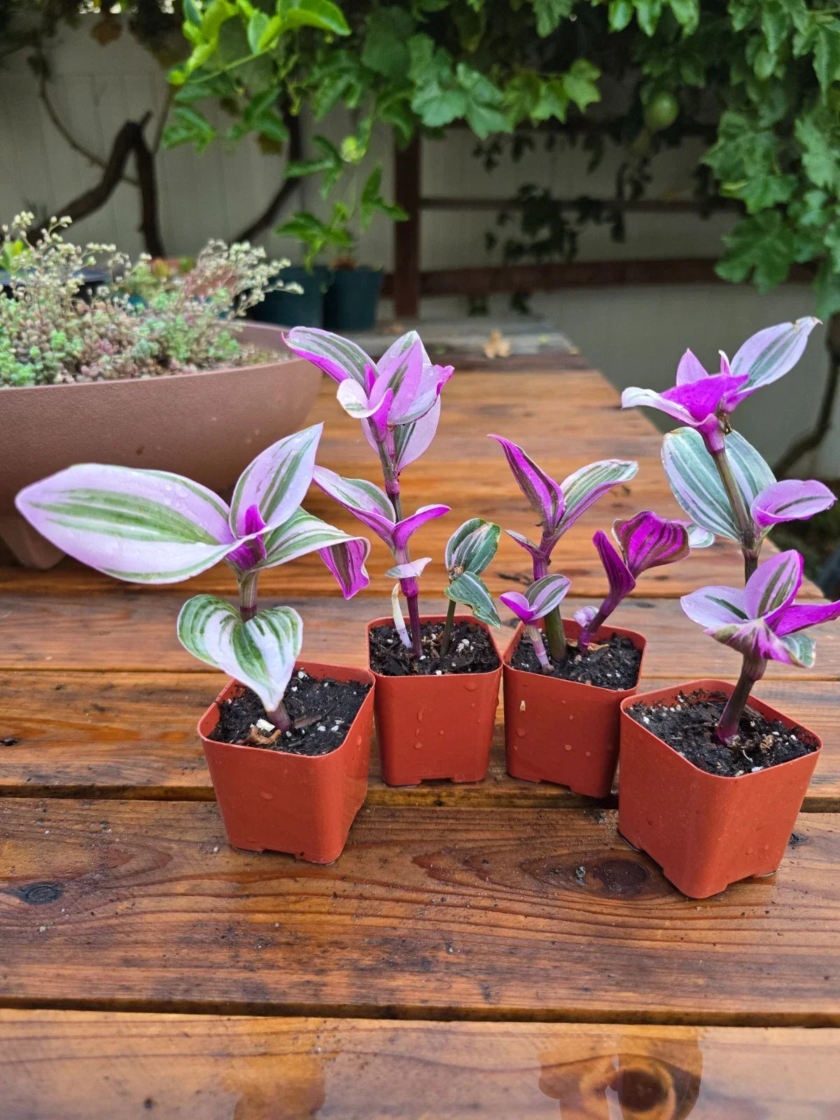 Tradescantia Nanouk Plant - 2" Pot - Rooted Pink Wandering Jew - Healthy Indoor Plant